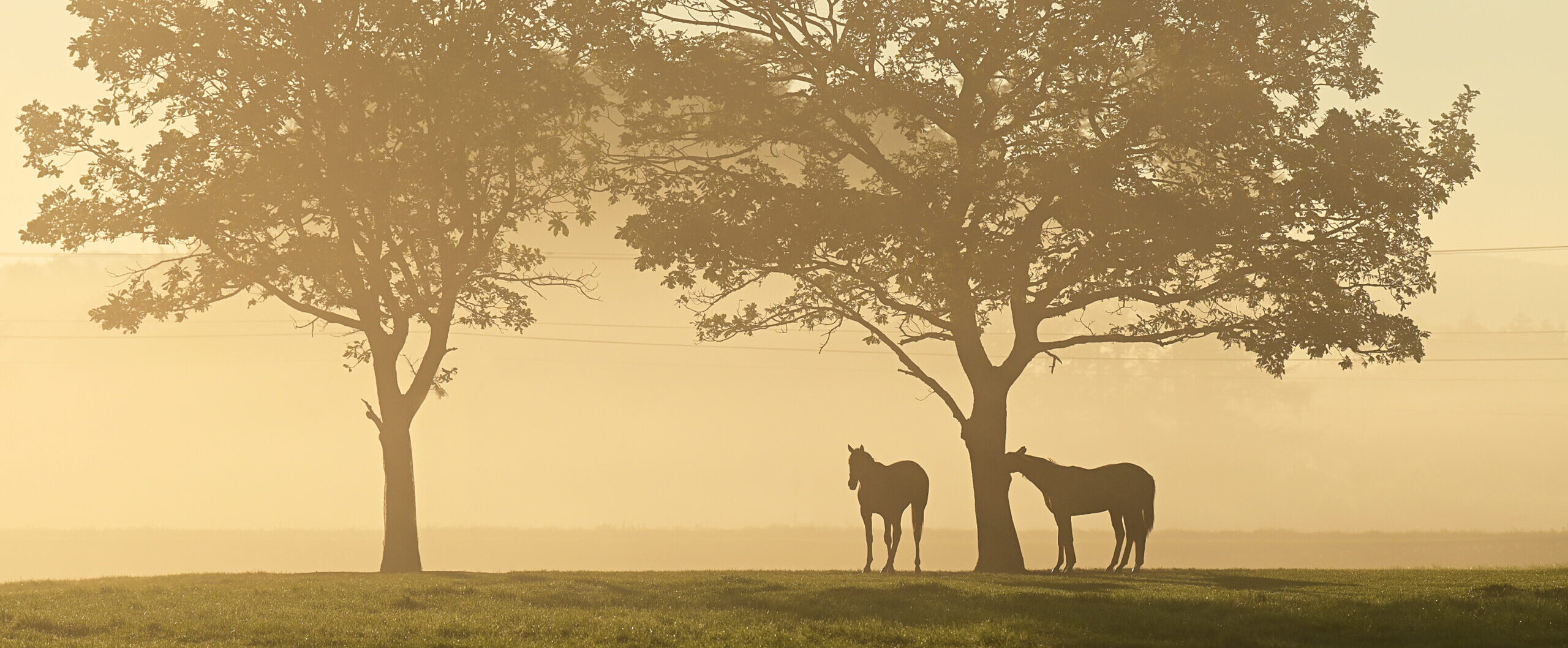 画像：メインイメージ