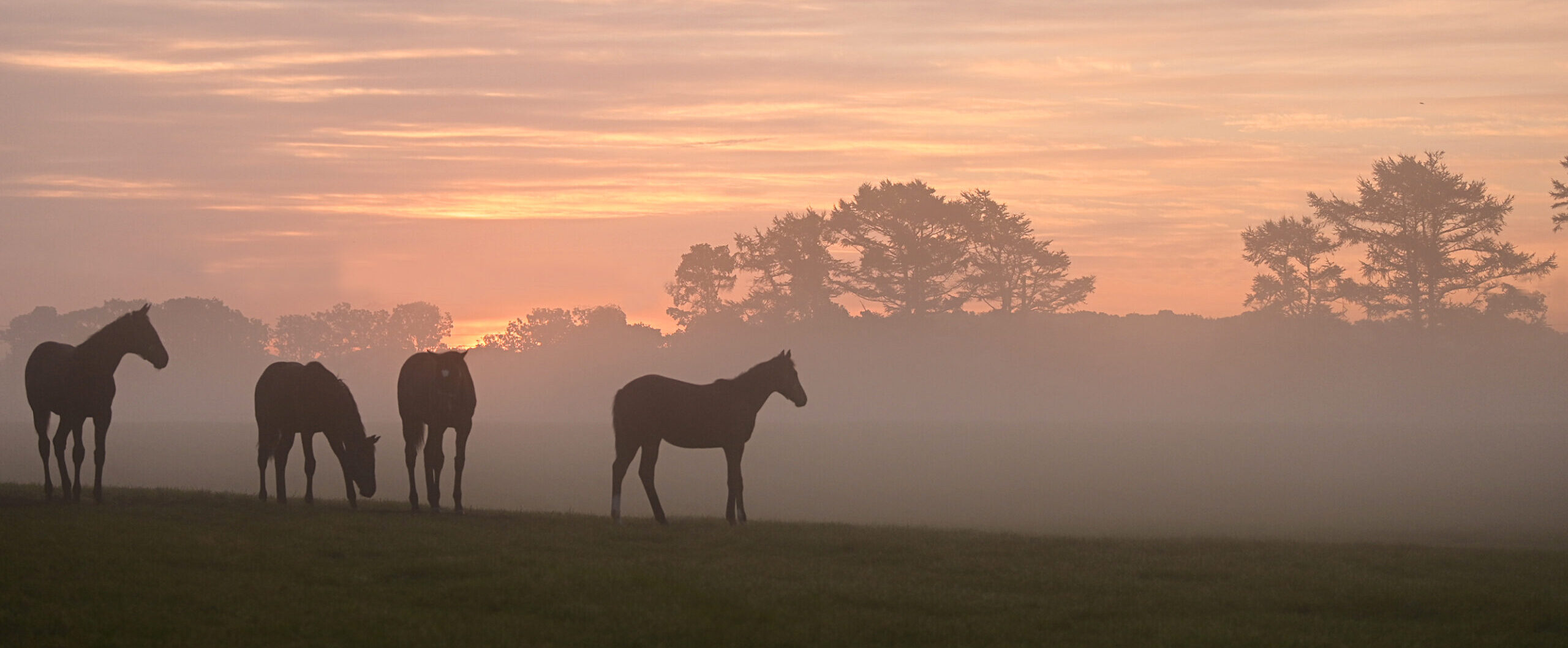 画像：メインイメージ
