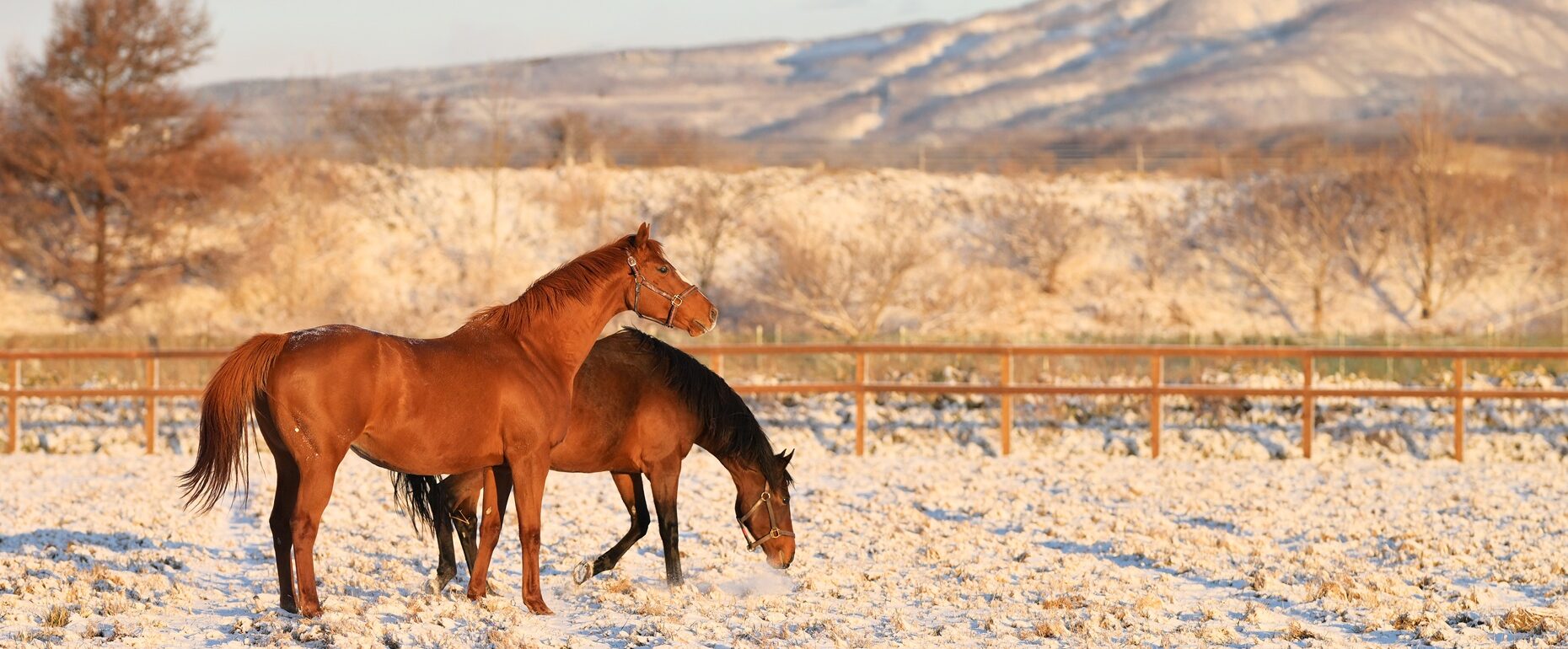 画像：メインイメージ