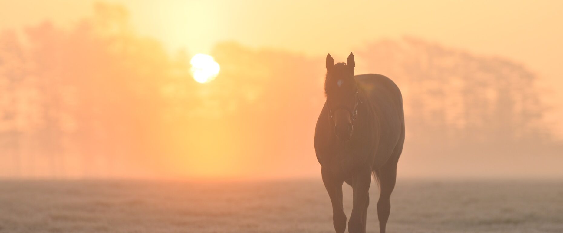 画像：メインイメージ